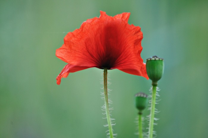 The Poppy: The Official Flower of August