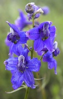 Larkspur