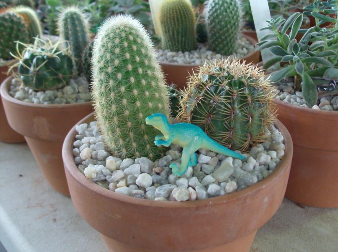 cactus as gift
