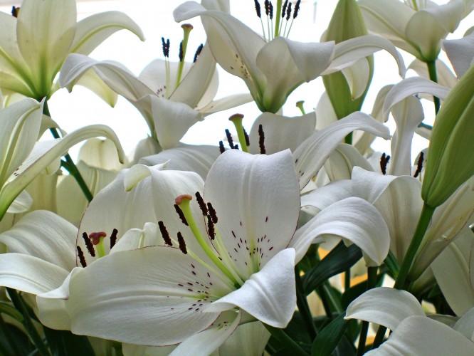Give Easter Lilies This Spring