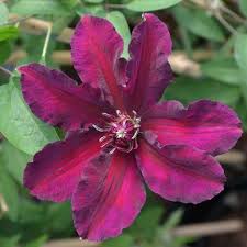 Meghan Markle’s Namesake Flower … CLEMATIS MEGHAN