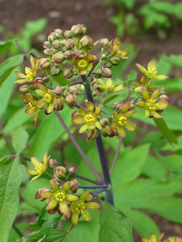 Blue cohosh to induce labor?