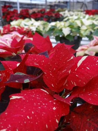 2015 Christmas Flowers Guide
