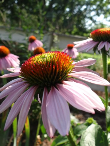 Flowers to Help Honey Bees Thrive