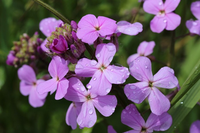 Dame’s rocket:  An invasive, deceitful but beneficial flowering plant