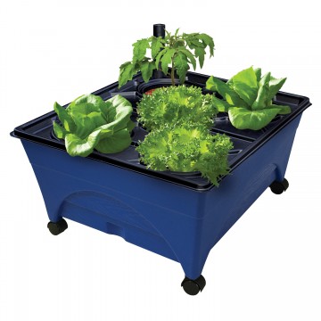 Growing Flowers With Hydroponics