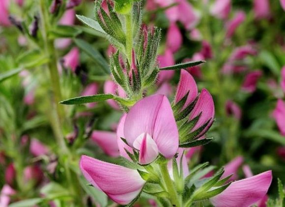 Ononis spinosa, also known as spiny restharrow