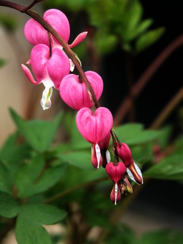 Flowers for Valentine's Day: Flowers that are Shaped Like Hearts