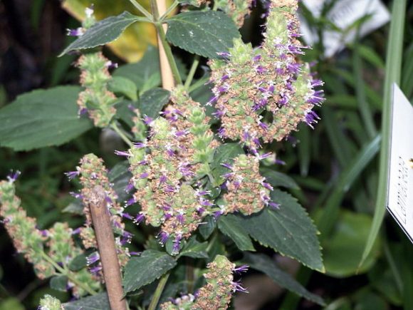 Patchouli in bloom. The plant is good for your body and mind