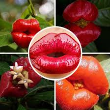  It’s the Flower that Looks Like Luscious Red Lips