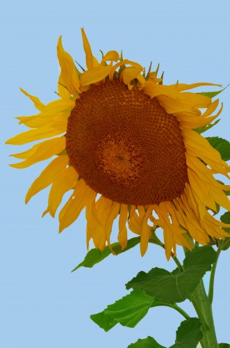 Sunflower Fun Facts