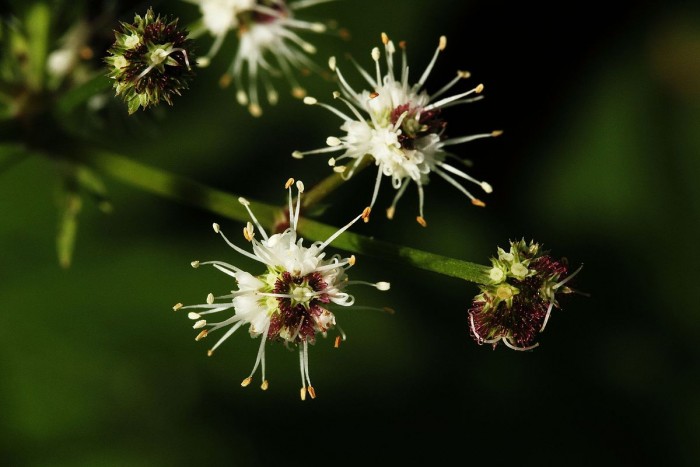 Sanicle has excellent medicinal qualities