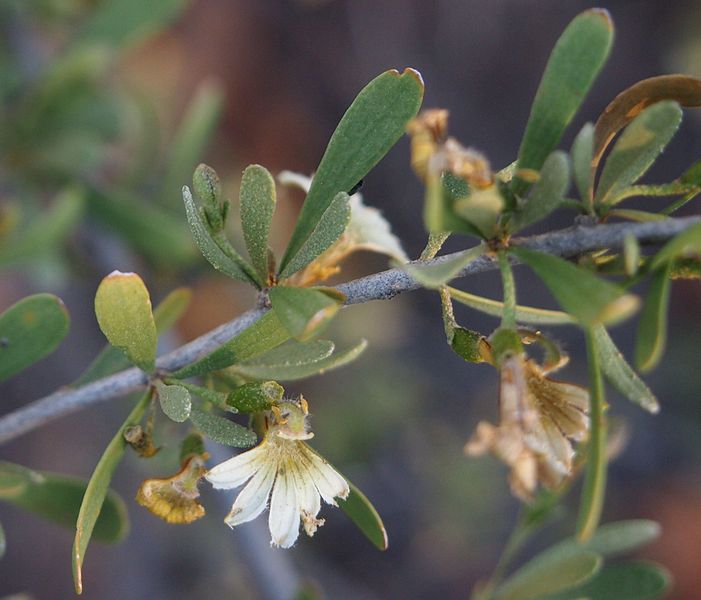 Scaevola spinescens flower aslo known as currant bush
