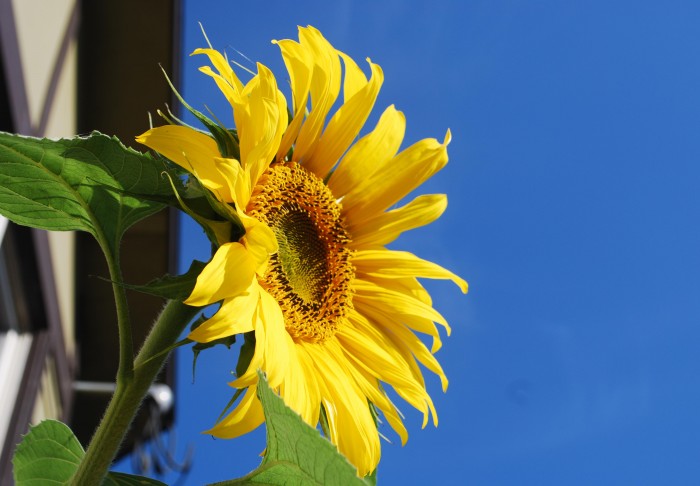 All About the Sunflower: A Perfect Bloom to Give for Summer