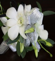 White dendrobium orchid