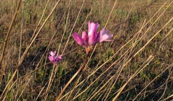 Wild hyacinth with pink blossoms. It is also known as blue dick