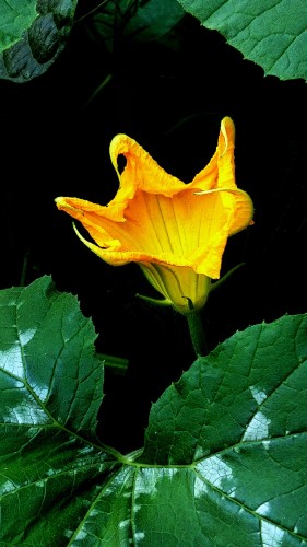 Edible Squash Blossoms to Share with Family and Friends