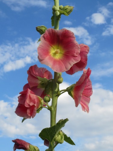 Medicinal and ornamental: The wonders of hollyhock flowers