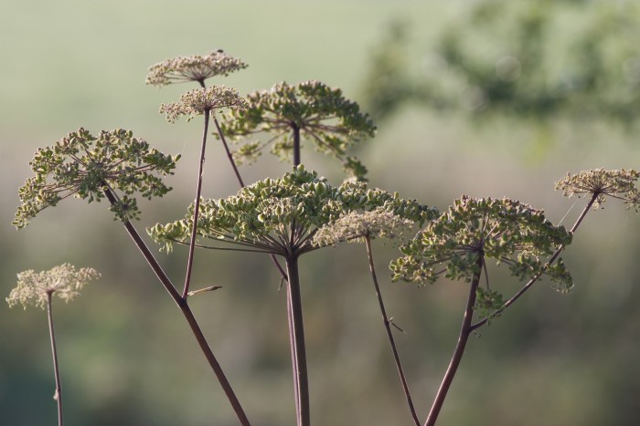 Alexanders