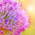 Medicinal allium flowers-allium flowers are not just beautiful but also medicinal