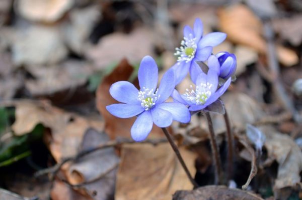 Hepatica, botanically known as anemone hepatica