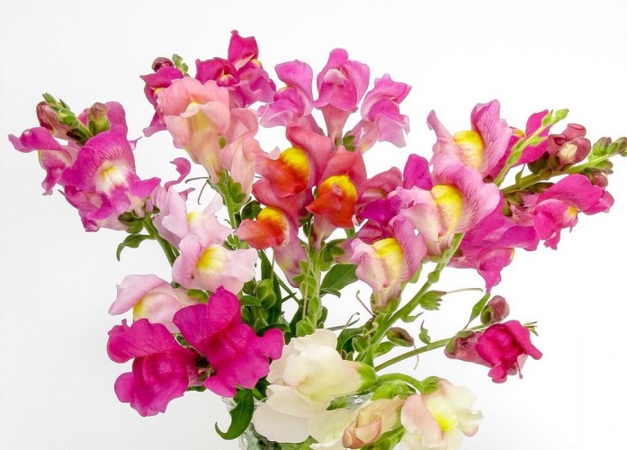 Snapdragon flower