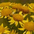 Arnica is great for athritis pain