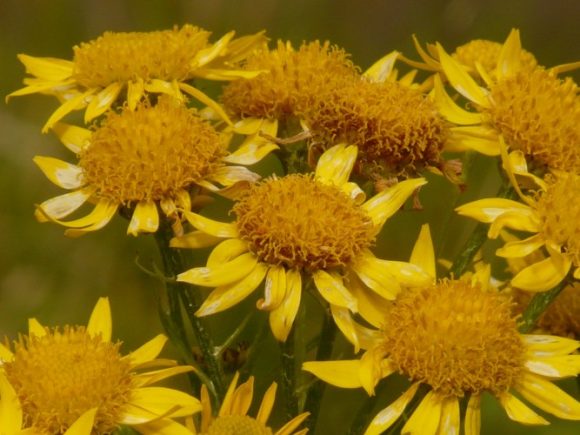 Arnica is great for athritis pain