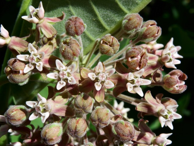 Common milkweed