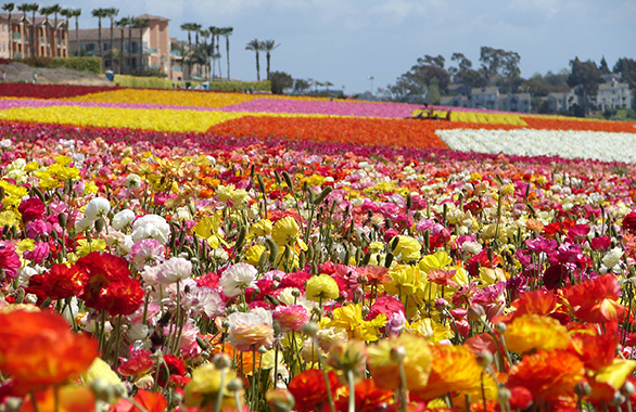 Visit the Carlsbad Flower Fields Website