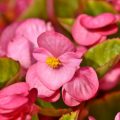 Begonia or Begonia coccinea is much more than just beautiful flowers