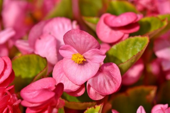 Begonia or Begonia coccinea is much more than just beautiful flowers