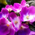Purple and white African Violet blossoms