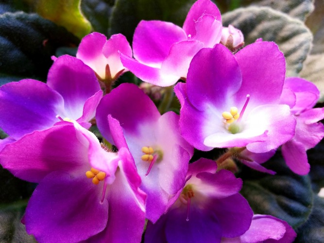 Violets: A Popular Gift Since Ancient Times