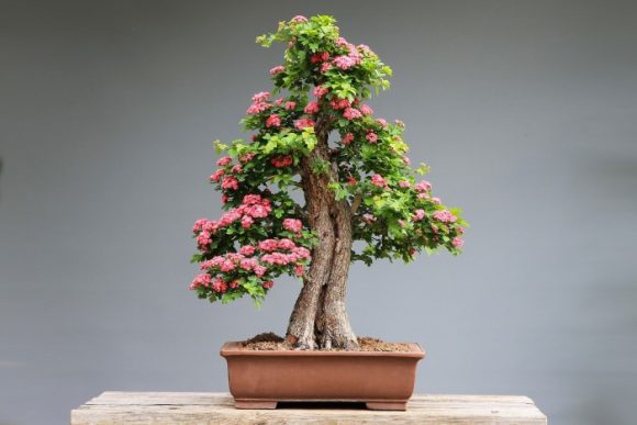 pink flowering bonsai