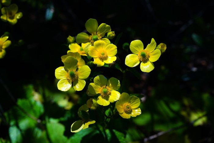 Buttercups are Sunshine in Flower Form