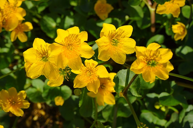 Marsh marigold: Beyond floral beauty