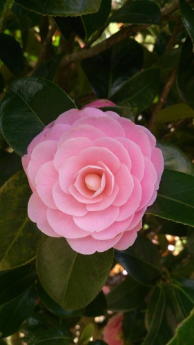 Camellia sinensis or tea tree, is a famous for brewing tea