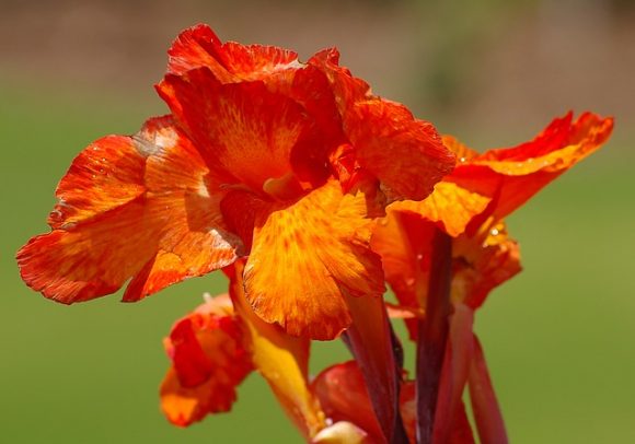 Canna lily bloom