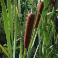 Cattail is considered a swamp's gold mine due to its many food uses