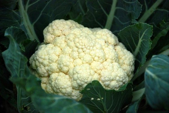 Cauliflower is good for your brain and heart