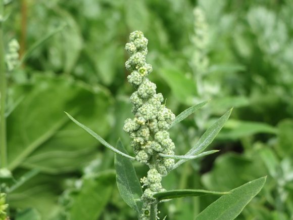Chenopodium ambrosioides, commonly known as Mexican tea
