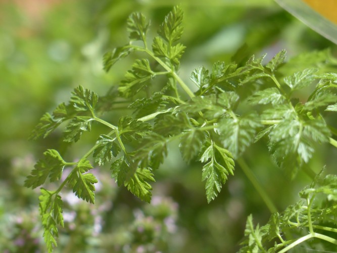 Chervil: The delicate but popular flowering herb