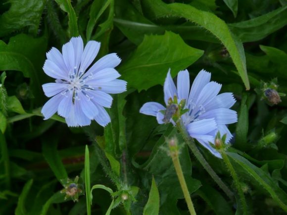 what does chicory taste like