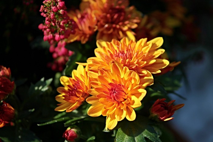 Welcome Autumn with Chrysanthemums