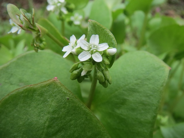 Miner's lettuce