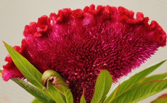 Celosia is beautiful, medicinal and edible