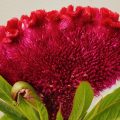 Cock's comb flower