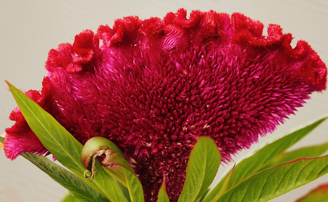 Cock's comb flower