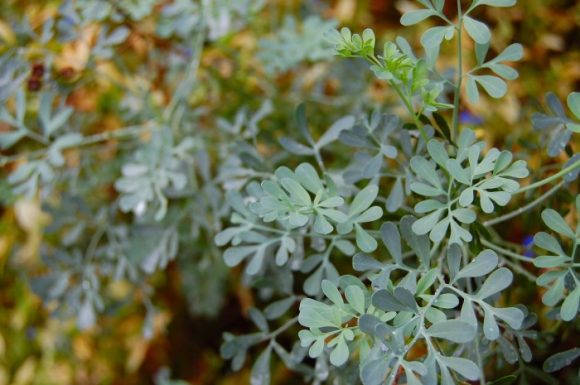 Rue is the forgotten cooking herb of Roman times